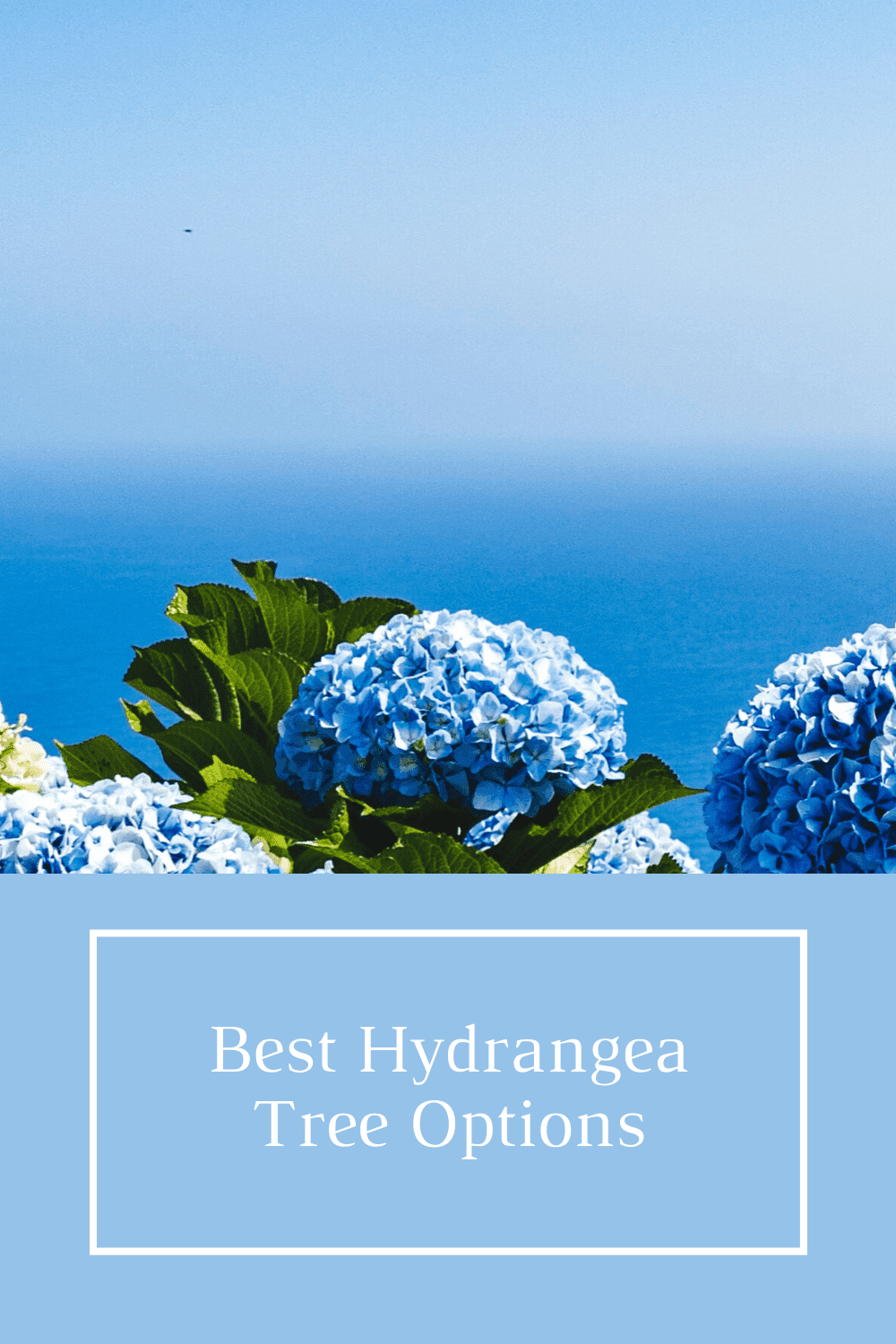 The Best Hydrangea Trees And Bushes To Buy Just Trees Online